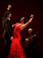 /album/fotogalerie-flamenco/a3-jpg8/